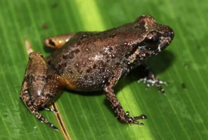 O nome Neblinaphryne imeri foi em homenagem à cadeia de montanhas na qual ele foi descoberto: a longínqua Serra do Imeri, na fronteira do Amazonas com a Venezuela.