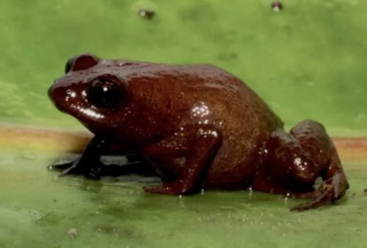 A análise foi de grupo de pesquisadores do Instituto de Biociências (IB) da USP, do Centro de Pesquisas sobre Biodiversidade e Ambiente (CRBE) da França e da Universidade Autônoma de Madri, na Espanha. Eles descreveram a espécie na revista científica Zootaxa.