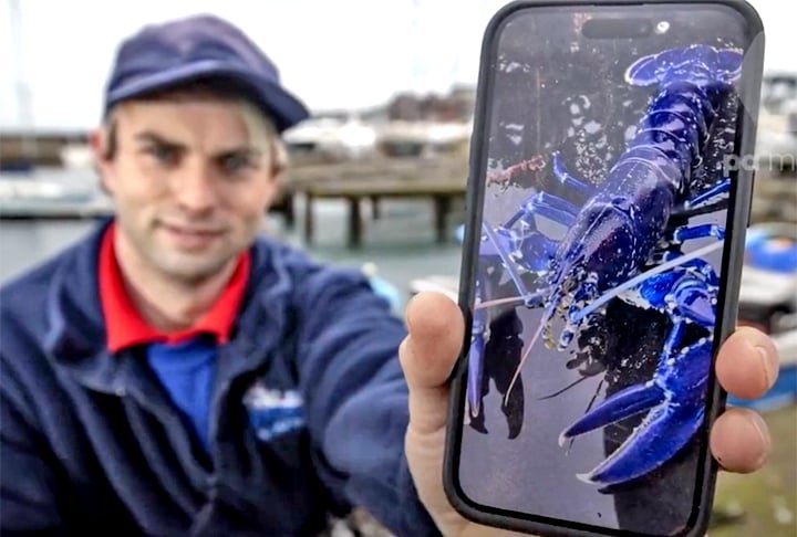 Stuart Brown, pesquisador na Belfast Lough, encontrou a lagosta azul numa grande enseada nos arredores de Belfast. O homem registrou o momento na Internet, para comprovar a façanha, e devolveu a lagosta azul ao mar.  