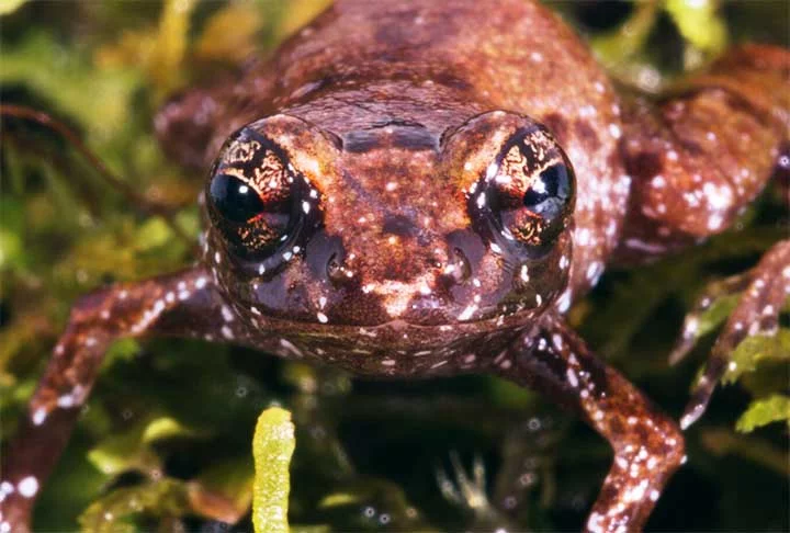 O Neblinaphryne imeri é predominantemente marrom, com pintinhas brancas e algumas manchas amarelas espalhadas pelo corpo (sobretudo na porção ventral). As fêmeas são um pouco maiores do que os machos, que cantam predominantemente ao amanhecer e ao entardecer. 