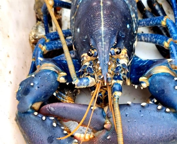 A lagosta é um tipo de crustáceo, nome dado a um grupo de animais que têm, entre outras características, um par de antenas, uma 