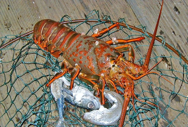 A lagosta costuma ser vermelha, mas algumas sofrem uma rara mutaÃ§Ã£o genÃ©tica que as deixam azul. essa coloraÃ§Ã£o vibrante a torna mais visÃ­vel a predadores, reduzindo suas chances de sobrevivÃªncia na natureza. AlÃ©m disso, a pesca intensiva diminui ainda mais as chances de serem capturadas vivas.