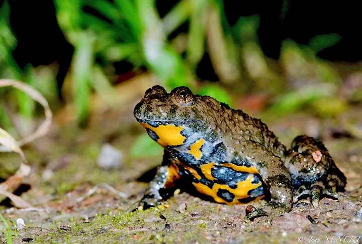 Outro exemplo de anfíbio que ganhou os noticiários nos últimos meses foi o sapo-de-barriga-amarela (Bombina sp.), que possui pupilas em forma de coração, que intriga cientistas. 