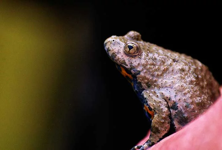 Entre as principais diferenças, os sapos são mais corpulentos e com patas traseiras mais curtas e robustas. Esses animais costumam caminhar ao invés de saltar e pular, sendo mais terrestres.