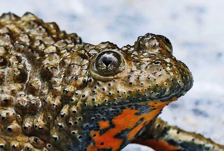 Segundo os pesquisadores, esses animais são bem adequados para viver na lama, sendo marrom no topo e barrigas amarelas. Eles ficam paralisados por um longo período durante o inverno e depois emergem na primavera para o acasalamento. 