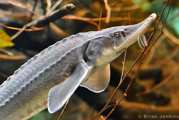 O Esturjão do Atlântico tem um visual 