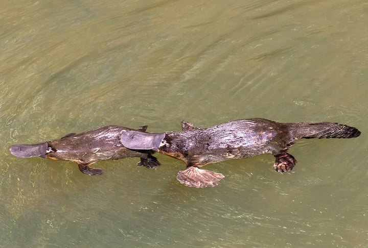 ORNITORRINCO -  Nativo da Austrália, o ornitorrinco é uma das criaturas mais únicas do planeta, sendo o único mamífero que põe ovos e possui bico semelhante ao de um pato. Ele é raro porque habita áreas isoladas, como rios e córregos de água doce, e está ameaçado pela perda de habitat e poluição hídrica. Além disso, é noturno e extremamente tímido, tornando avistamentos ainda mais difíceis, mesmo em seu habitat natural.