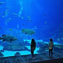 Aquários gigantescos expõem espécies de diversas origens - Imagem de Stephen Marc por Pixabay 