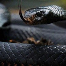 Americana é atacada por cobra ao sentar no vaso sanitário: ‘Situação assustadora’ - Reprodução