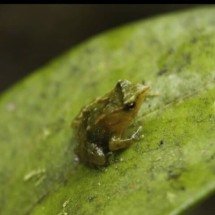 Sapo-de-Darwin: filhotes da espécie ameaçada nascem após ‘expedição’ de emergência - ReproduÃ§Ã£o/Instagram do London Zoo