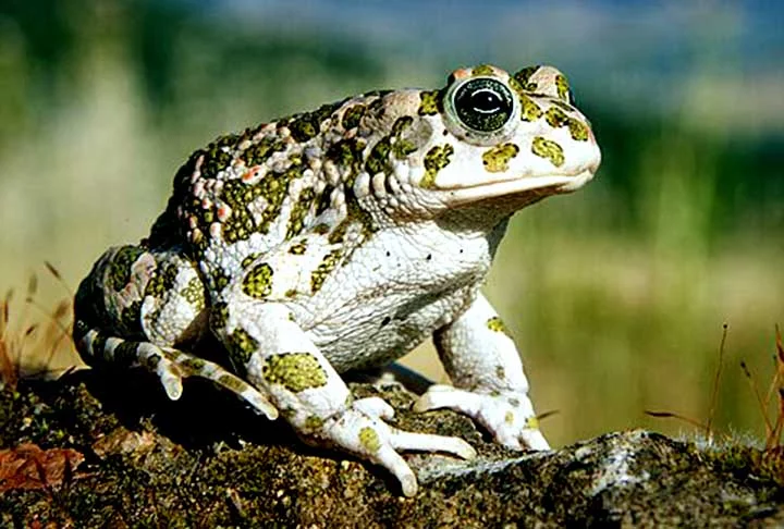 Os sapos são membros da família Bufonidae e apresentam cerca de 600 espécies dentre 52 gêneros. Já a maior família de rãs é a Ranidae, cujas espécies ocorrem quase exclusivamente no hemisfério norte.