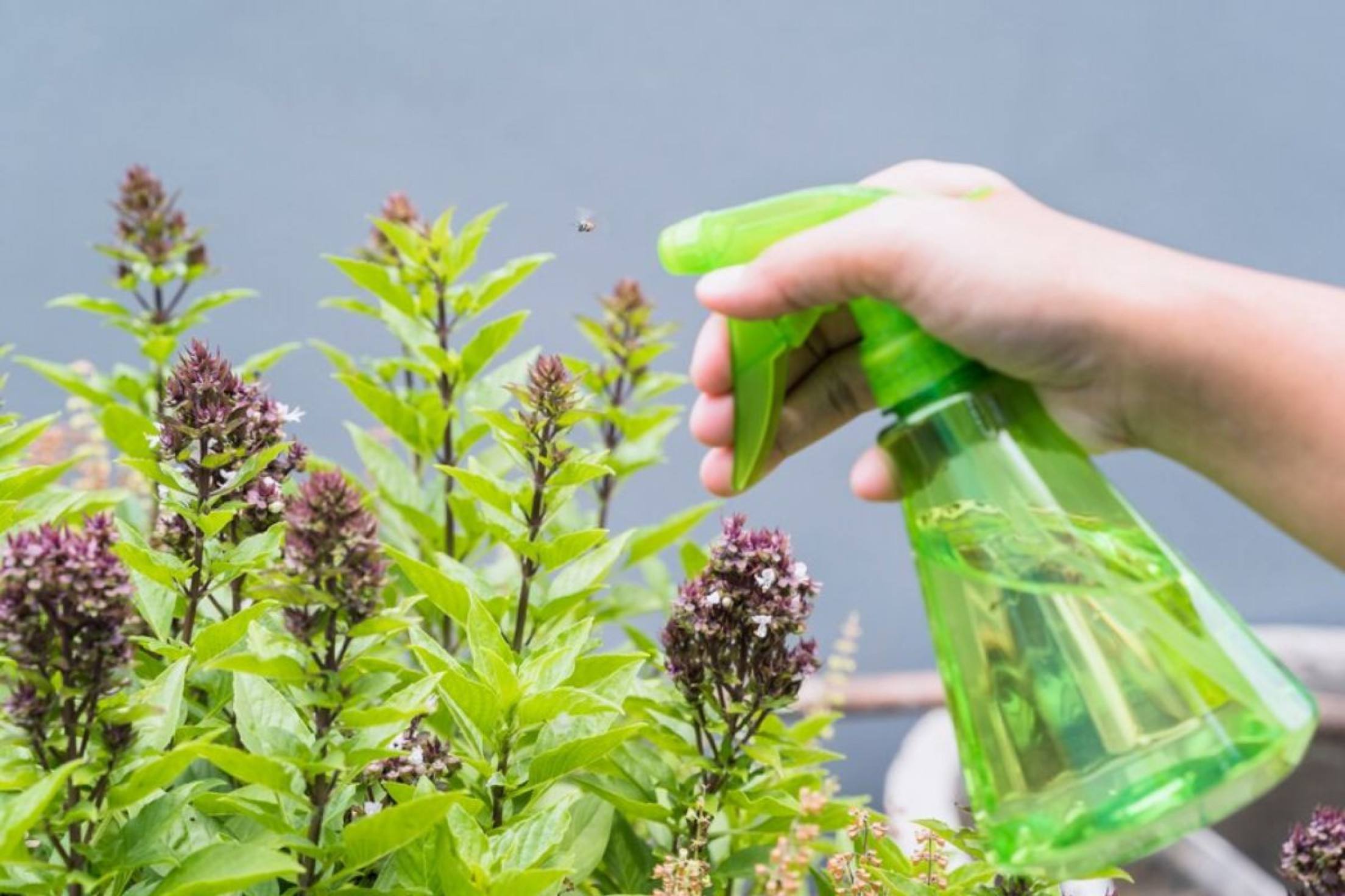 Com receitas fáceis e seguras, você pode proteger sua família e garantir um lar mais saudável Pessoa borrifando as plantas