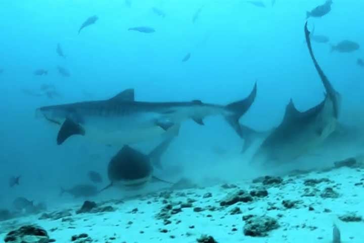 Uma das atrações mais famosas das Maldivas é a possibilidade de nadar próximo a tubarões baleia, na ilha Dhigurah. A espécie é inofensiva para humanos. 

