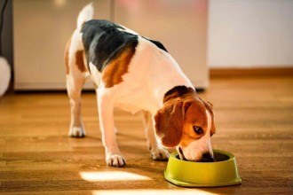 Alimentação natural: 5 benefícios para o seu pet