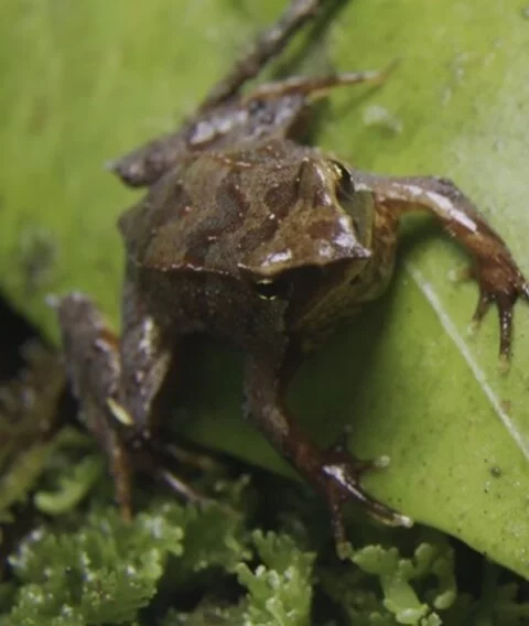 O surgimento do fungo quitrídio no Parque Tantauco fez a presença da espécie no local reduzir-se drasticamente. Com o nascimento dos novos “sapinhos” no Zoológico de Londres, reacendeu-se entre os cientistas a esperança de que o sapo-de-Darwin saia da lista de animais ameaçados de extinção.
