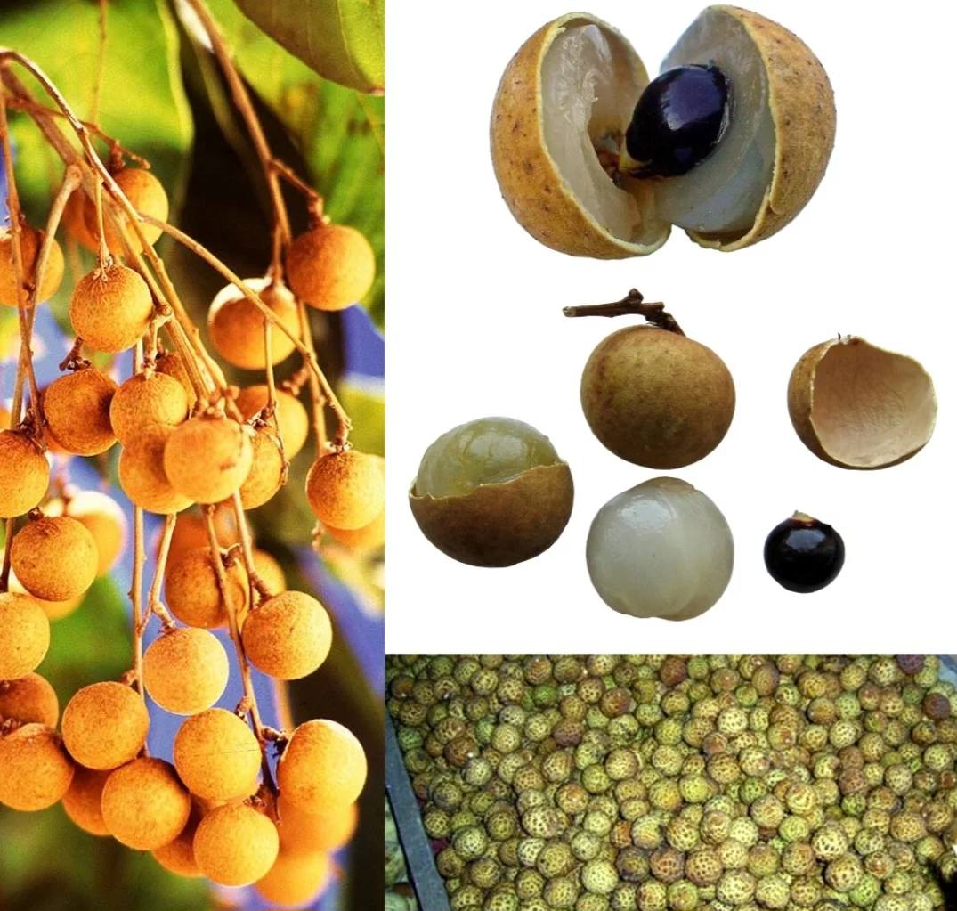 Além das frutas de consumo mais comum e frequente, o Brasil tem uma série de frutas exóticas, consumidas puras ou usadas para o preparo de sobremesas. São nativas de outros países, mas foram trazidas para cá.  Veja a seguir!