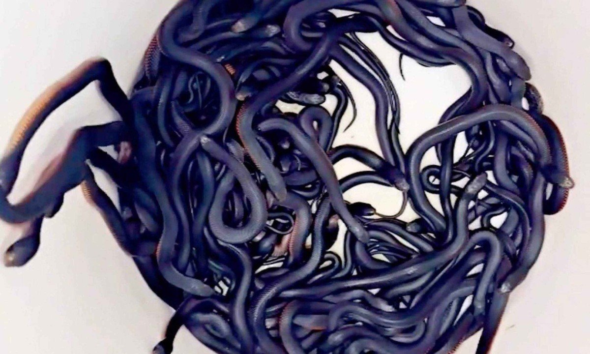 Dezenas de cobras pretas de barriga vermelha mortais descobertas no quintal de uma casa no oeste de Sydney, na Austrália -  (crédito: Cory KEREWARO / REPTILE RELOCATION SYDNEY / AFP )