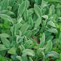 Peixinho-da-horta: dicas de cultivo e receitas saborosas - Pexels