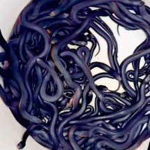 Caçadores de répteis encontram 102 cobras venenosas no quintal de uma casa - Cory KEREWARO / REPTILE RELOCATION SYDNEY / AFP 