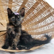 Evento de adoção de gatos é realizado neste sábado (8/2) em BH - crédito: Reprodução/Divulgação