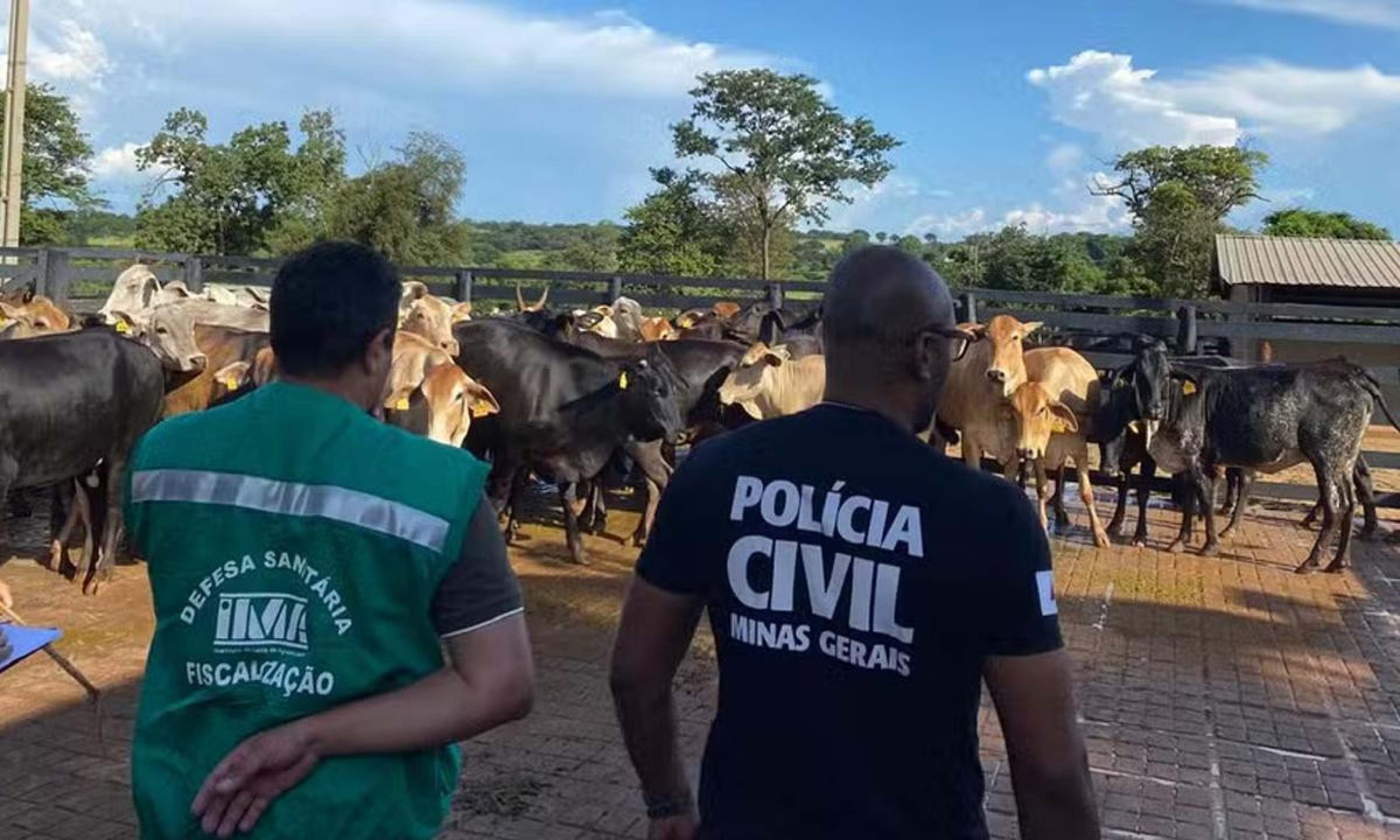Polícia apreende 78 cabeças de gado que participariam de leilão em MG