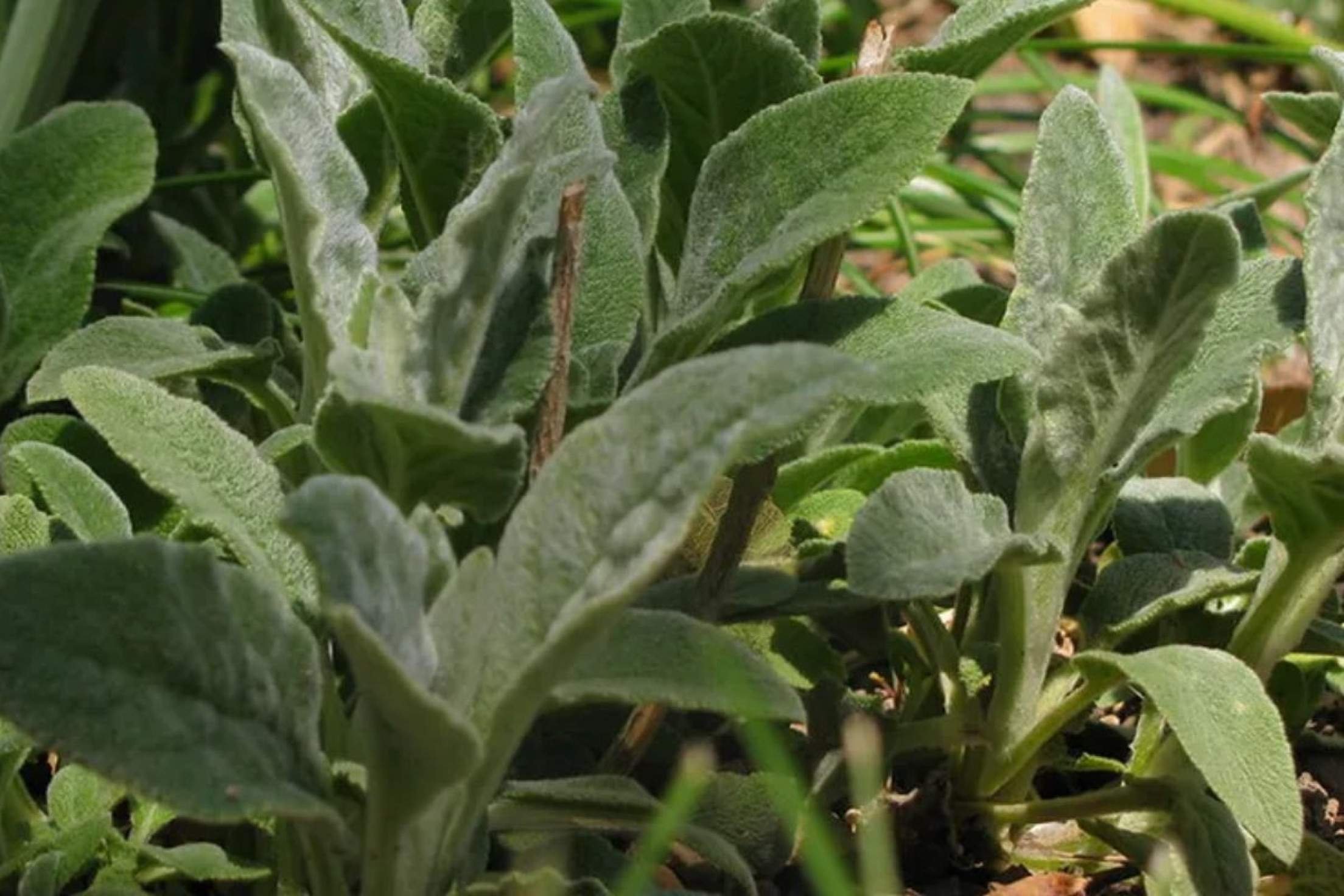 Planta Peixinho-da-Horta