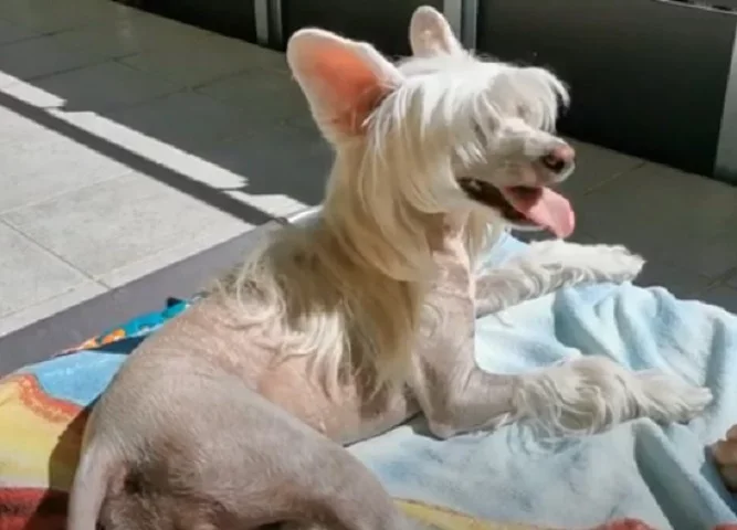 5° lugar: Cão De Crista Chinês - Preço Médio: De R$ 6 mil a R$ 4 mil - Curiosamente, o Cão de Crista Chinês ganha destaque não pela sua beleza, mas sim pela sua feiúra, já que boa parte dos concursos de 