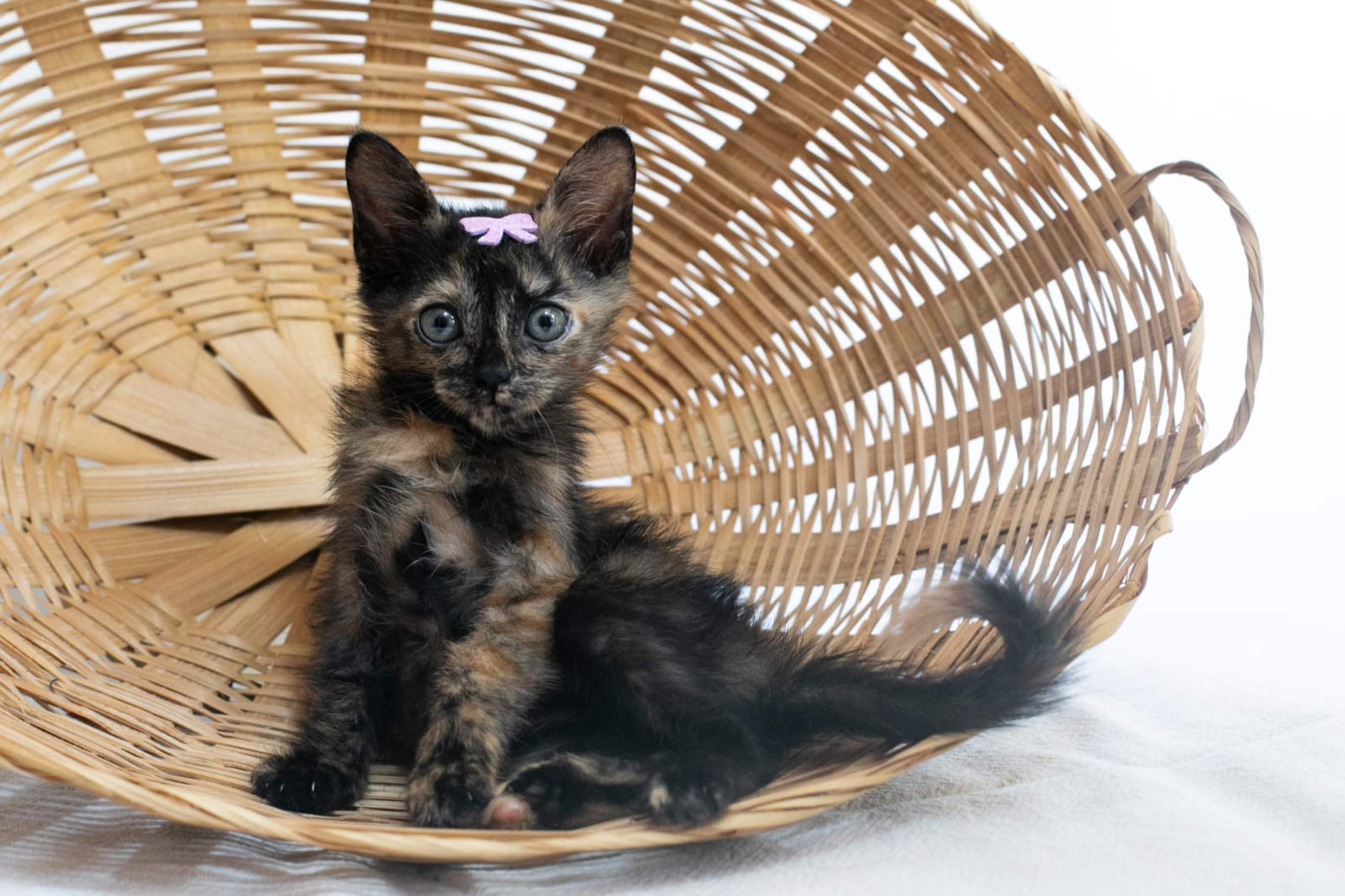 Evento de adoção de gatos é realizado neste sábado (8/2) em BH