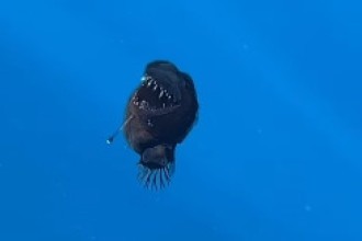 Peixe "diabo negro" é visto pela primeira vez na superfície à luz do dia 