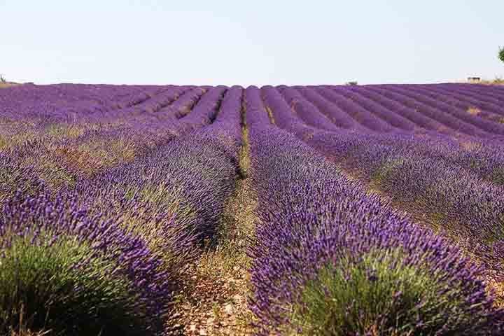 Ficam na região de Provence-Alpes-Côte d'Azur, com cidades famosas como Gordes, Valensole e Sault. Começaram a ser cultivados em grande escala no século 19, mas o uso de lavanda na região remonta à Idade Média.