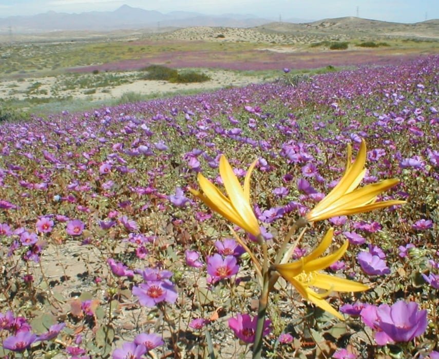 9- Deserto do Atacama, Chile - 
Tem uma florada excepcional, que ocorre principalmente entre agosto e setembro, após chuvas raras.