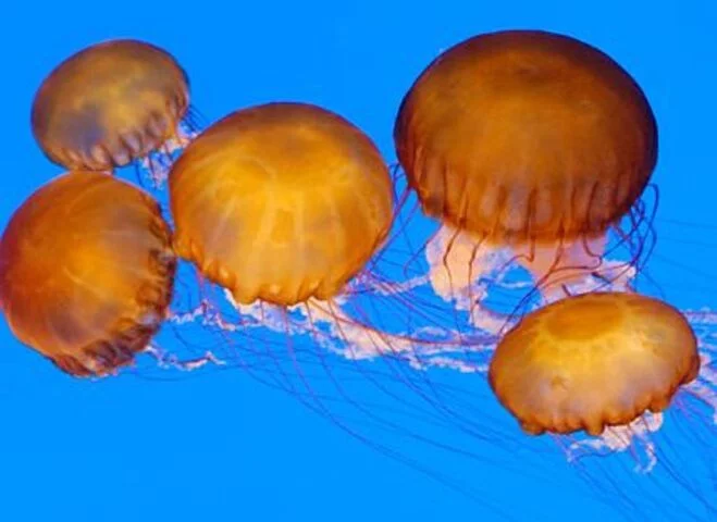 As águas-vivas podem comer peixes e crustáceos. Além disso, podem ter microalgas vivendo em seus tecidos e fornecendo nutrientes por meio do processo da fotossíntese.