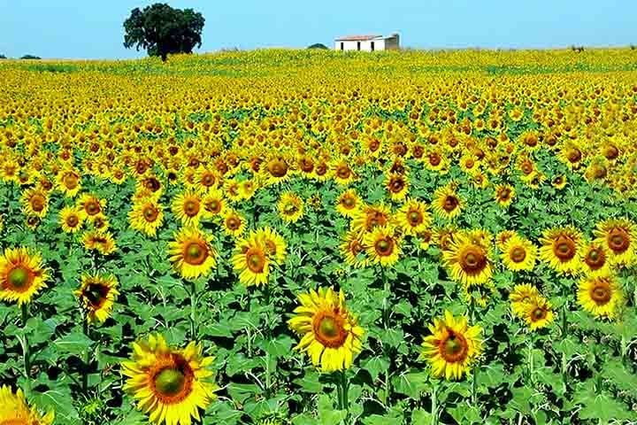 SÃ£o milhÃµes de flores em varios campos cobertos de girassÃ³is que florescem simultaneamente durante a temporada, atraindo visitantes por sua beleza cÃªnica e atmosfera pitoresca.

