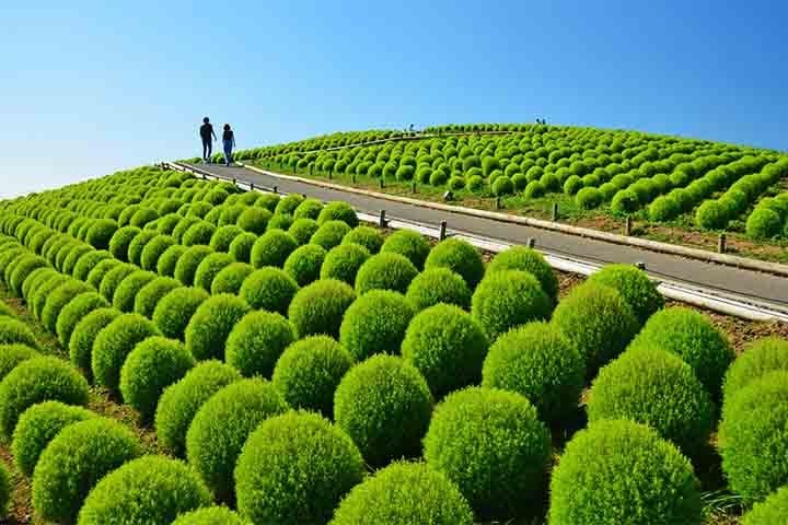 O parque fica na cidade de Hitachi, em Ibaraki, a 150 km ao nordeste de Tóquio. O Parque Hitachi Seaside ocupa cerca de 350 hectares