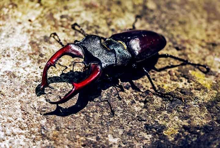Raro na natureza, besouro-veado vale meio milhão de reais