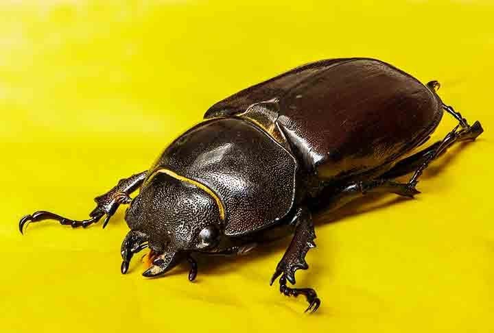Além disso, ele tem ciclos de vida longos, com uma baixa taxa de reprodução. Nascem poucos besouros, então os que existem aumentam o seu valor de mercado. 