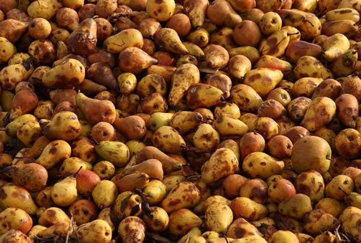 Para atraí-lo, a isca deve ter substâncias doces e fermentadas, como frutas podres ou seiva de árvores. Com isso, ele busca alimentos que naturalmente fazem parte do seu 