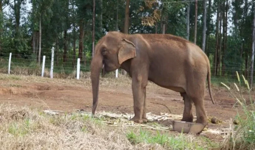 Santuário no MT ‘ensina’ elefantes a viver na natureza - Divulgação/Santuário de Elefantes Brasil