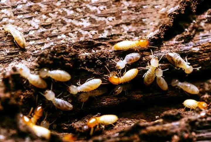 Eles consomem celulose, presente em madeira e papel, comprometendo estruturas. Além disso, vivem em colônias grandes e trabalham continuamente, o que acelera os danos.