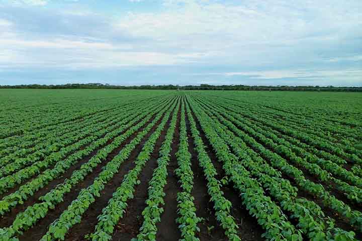 Soja: o poder econômico e gastronômico do grão no Brasil