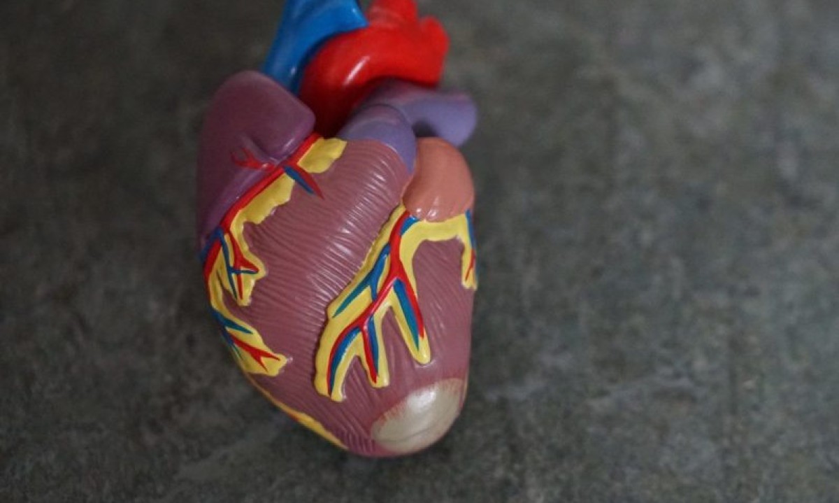 Um dos principais benefícios da natação é o fortalecimento do coração. A atividade aumenta a frequência cardíaca e melhora a circulação, diminuindo o risco de doenças cardiovasculares. -  (crédito: Robina Weermeijer Unsplash)
