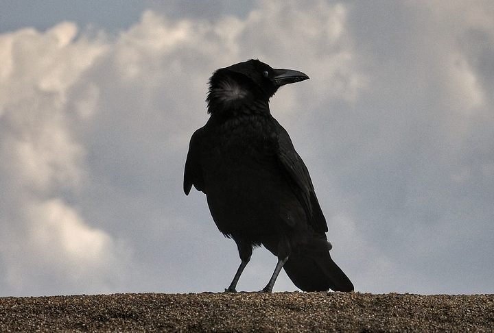 A diferença para o que revelou o estudo é que os corvos conseguem associar números com valores e ainda contá-los em voz alta, emitindo sons específicos.