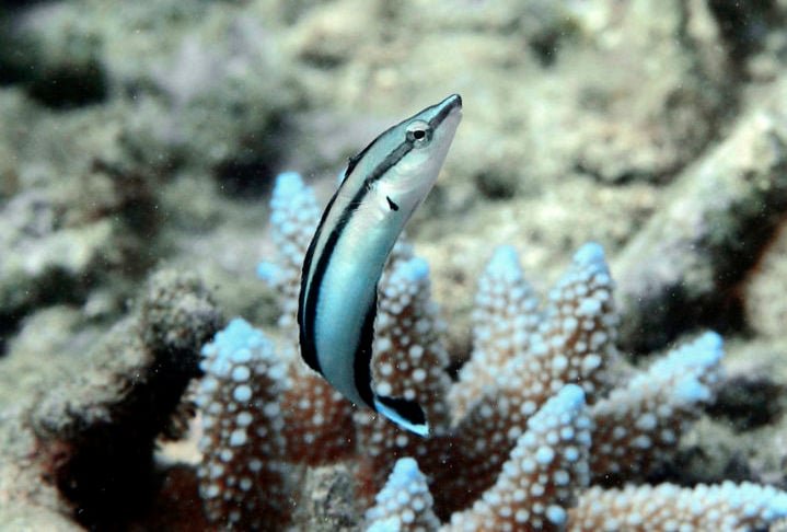 A pesquisa é importante pois desafia a compreensão tradicional sobre a inteligência animal e sugere que a autoconsciência pode não ser uma característica exclusiva dos seres humanos. 