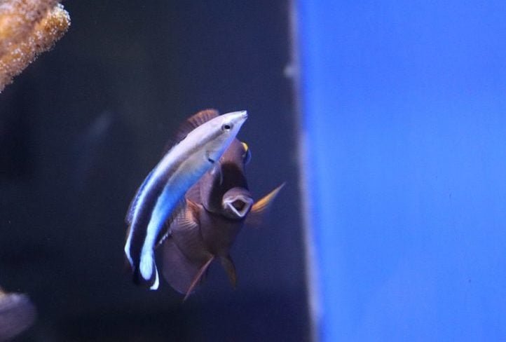 Antes de entrar em algum confronto, por exemplo, os peixes avaliam seu tamanho em relação ao adversário, utilizando seu reflexo como referência. Essa capacidade sugere que eles possuem uma noção de sua própria imagem corporal e são capazes de planejar suas ações.