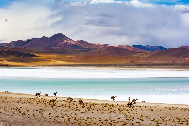 Apesar das condições extremas, o Atacama abriga uma rica biodiversidade, adaptada a um ambiente hostil. -wirestock/Freepik