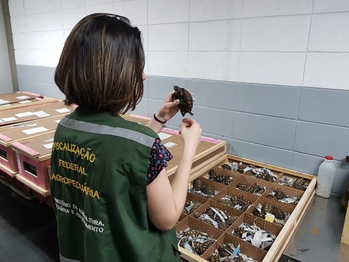 Até feto! Veja apreensões inusitadas nas fronteiras brasileiras