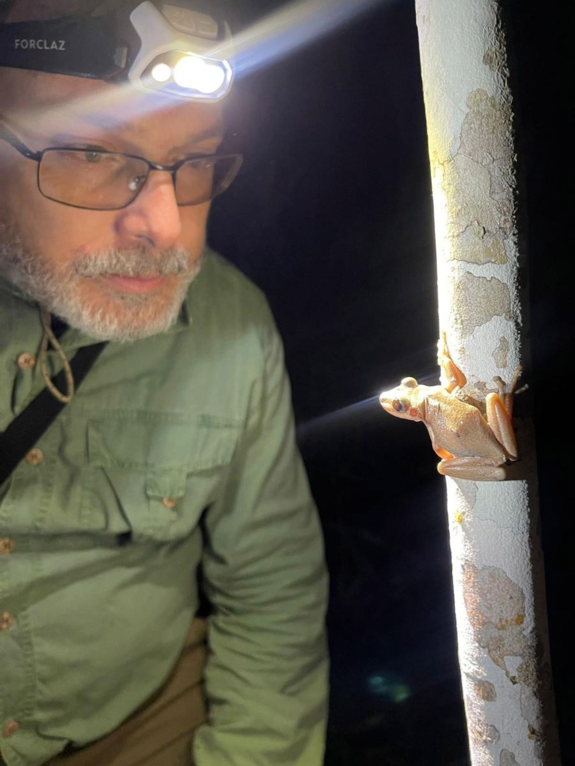 Na foto, professor Reuber Dib, da Universidade de Brasília (DF), com o anfibio "Nyctimantis diadorim", espécie descoberta no parque nacional Grande Sertão Veredas Na foto, professor Reuber Dib, da Universidade de Brasília (DF), com o anfibio "Nyctimantis diadorim", espécie descoberta no parque nacional Grande Sertão Veredas