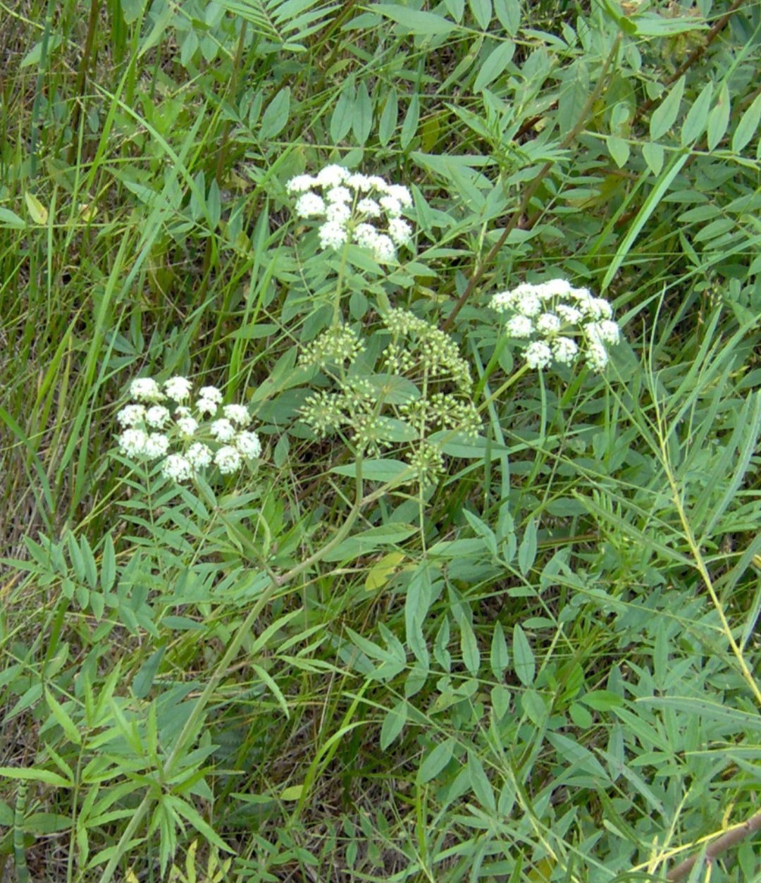 Cicuta (Cicuta virosa): Nativa da Europa e América do Norte, cresce em áreas úmidas. Contém cicutoxina, uma neurotoxina que causa convulsões e paralisia.
