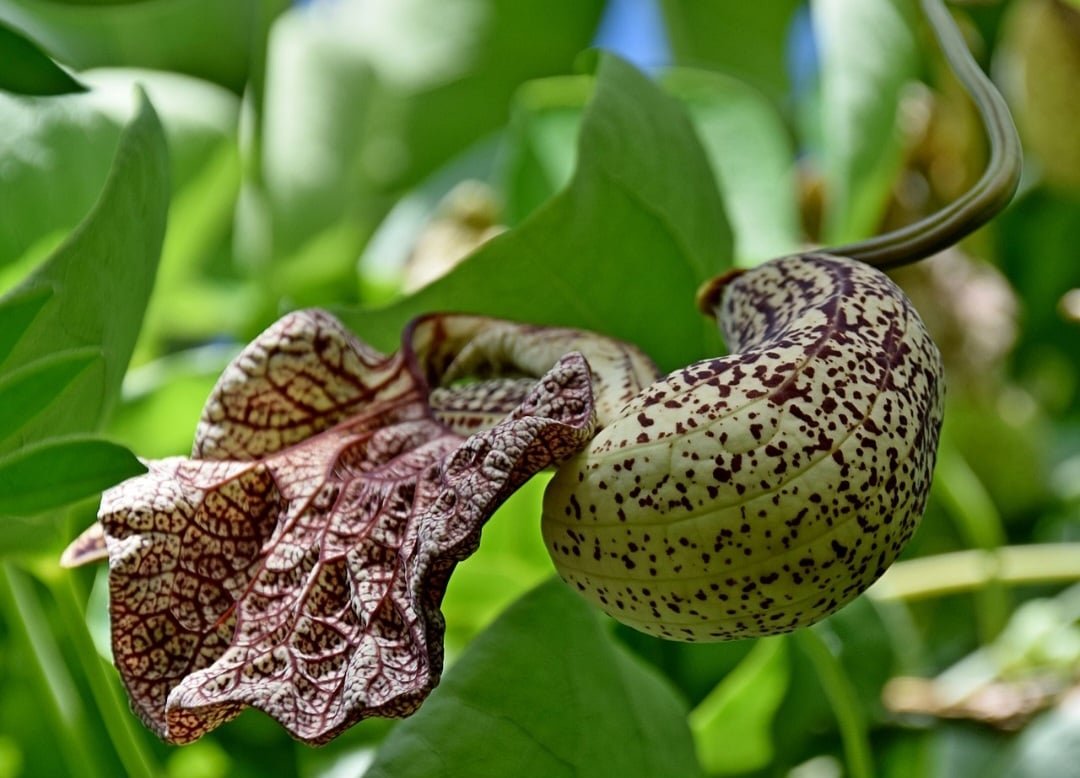Abutua (Aristolochia cymbifera): Nativa da América do Sul, cresce em áreas tropicais. Contém aristoloquina, que pode causar danos renais severos e câncer.
