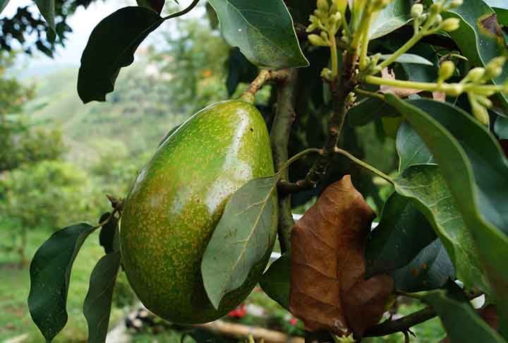 O fruto também possui teor de gorduras saudáveis, especialmente ácidos graxos monoinsaturados. Eles estão associados à redução do  